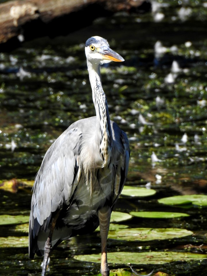 Bird Beak Fauna Water
