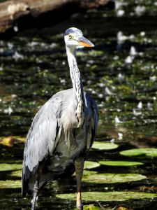 Bird Beak Fauna Water photo
