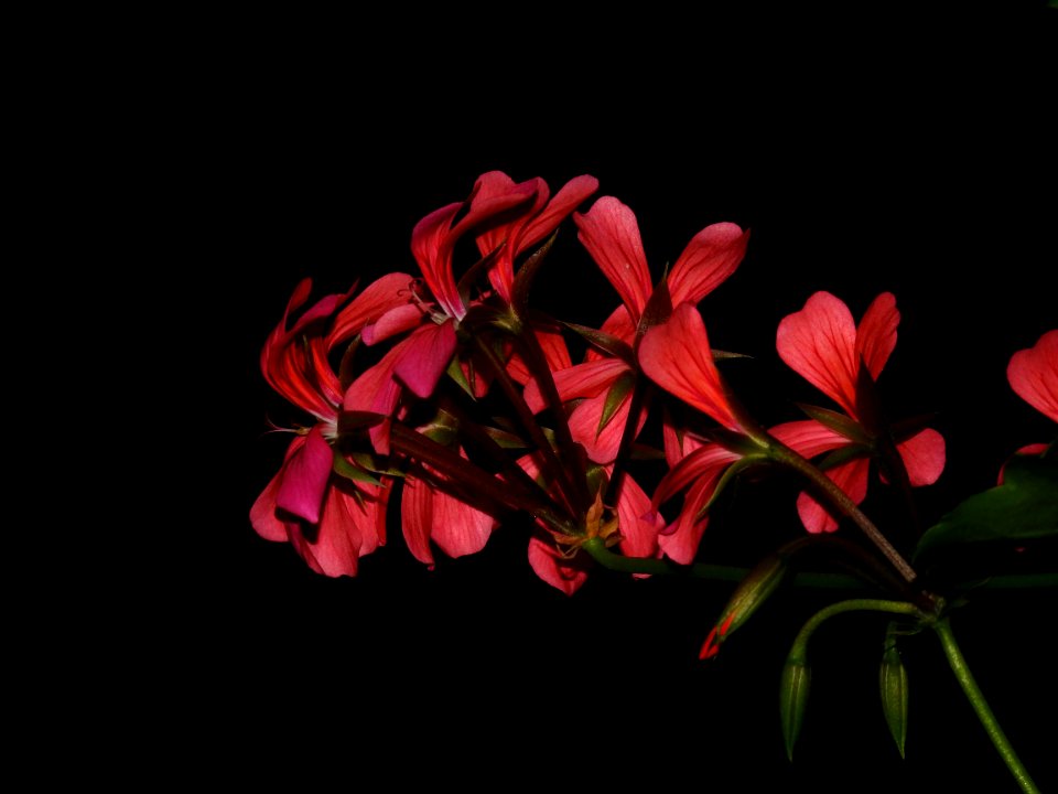 Flower Plant Pink Flora