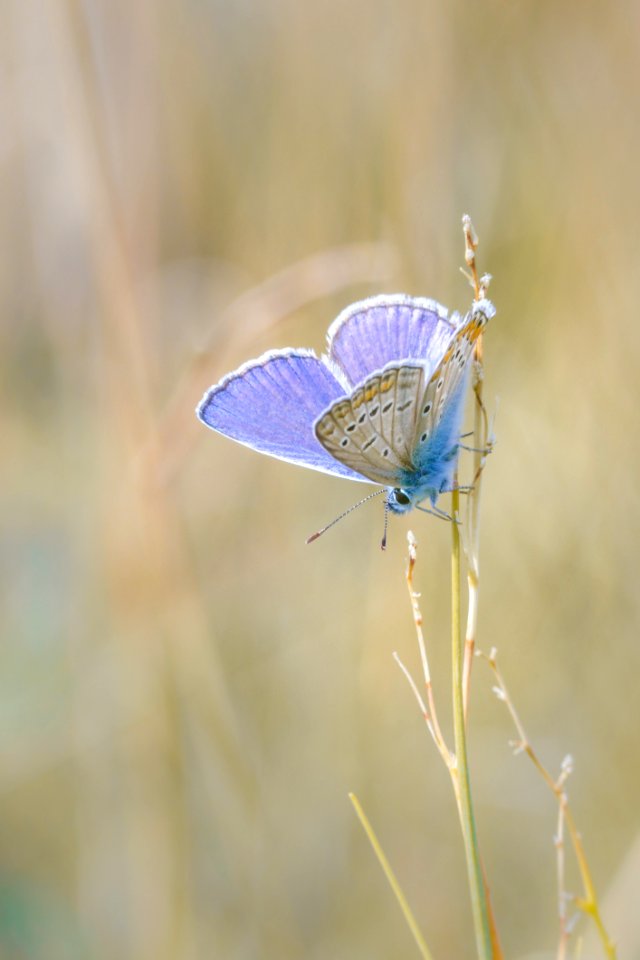 Butterfly Insect Moths And Butterflies Lycaenid