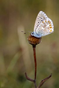 Butterfly Insect Moths And Butterflies Lycaenid