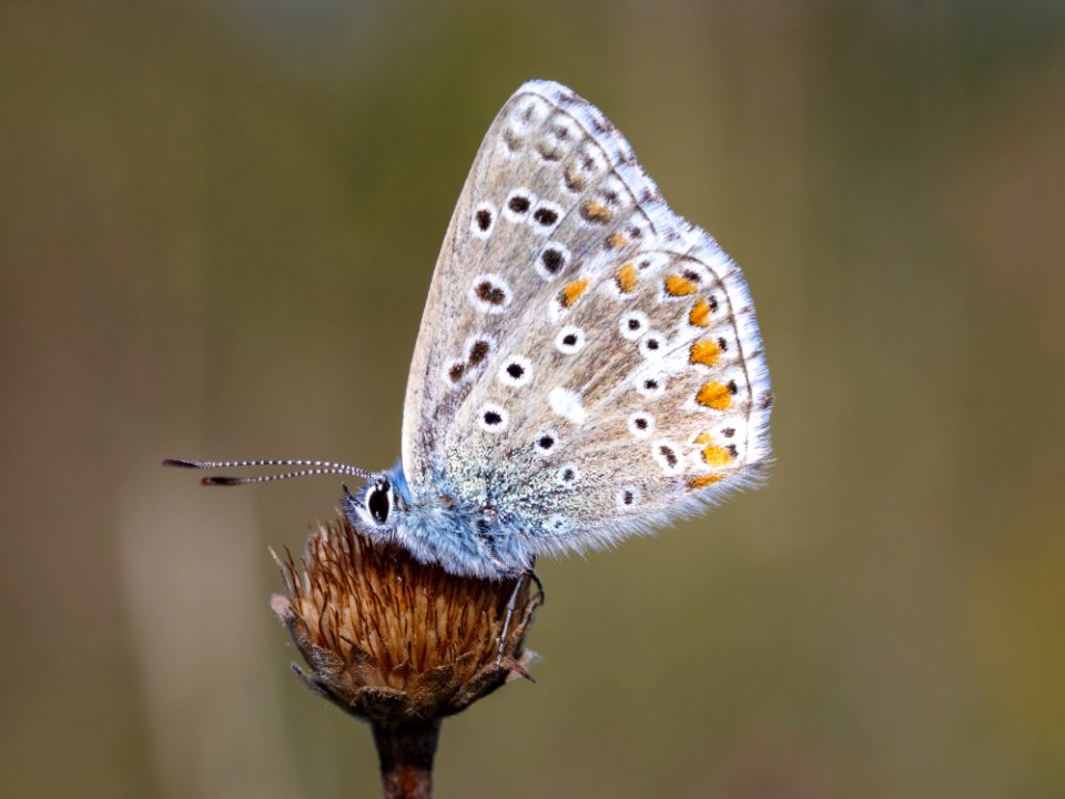 Butterfly Lycaenid Moths And Butterflies Insect