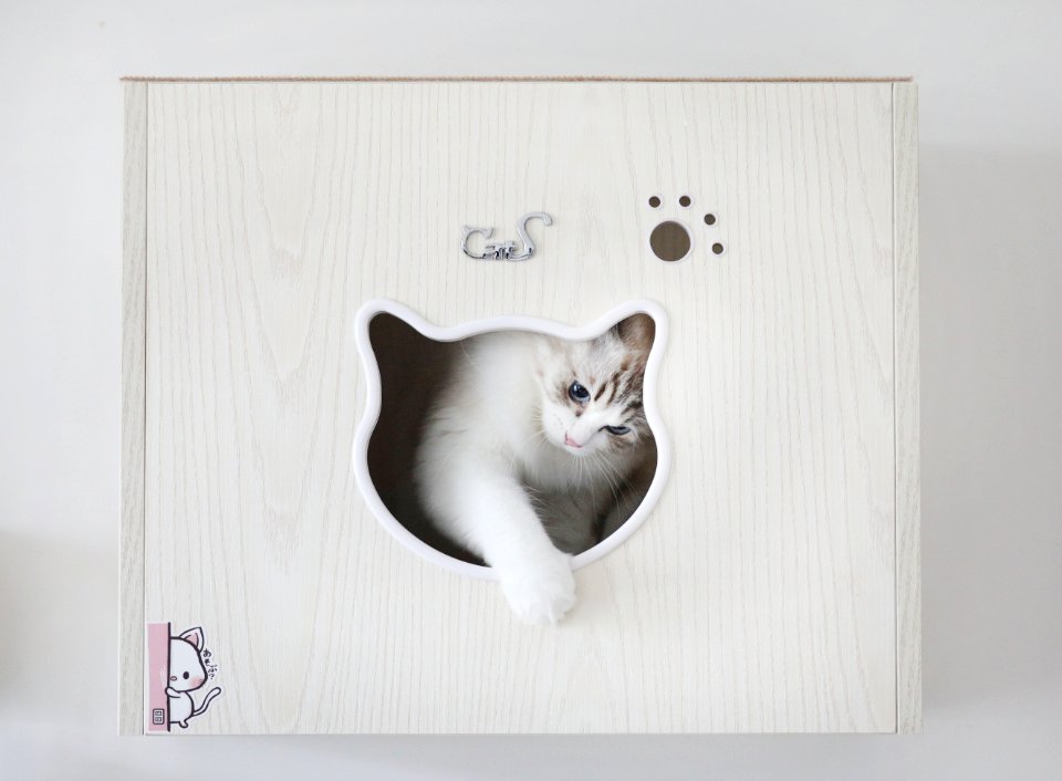 Cat Small To Medium Sized Cats Cat Like Mammal Picture Frame