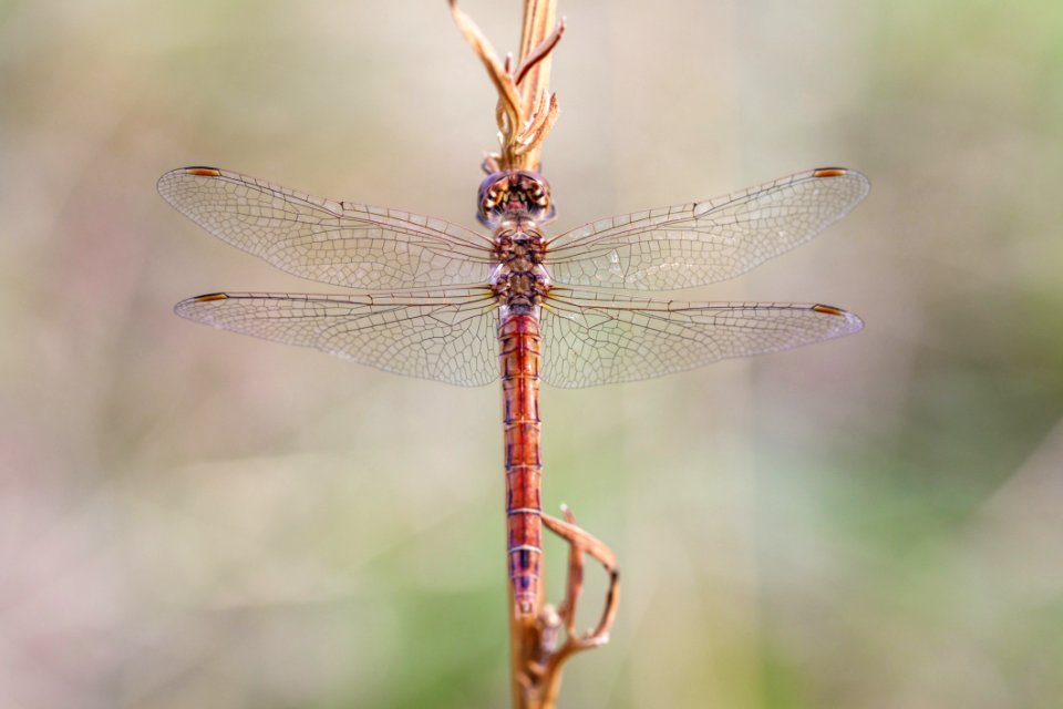 Dragonfly Insect Dragonflies And Damseflies Invertebrate