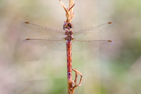Dragonfly Insect Dragonflies And Damseflies Invertebrate