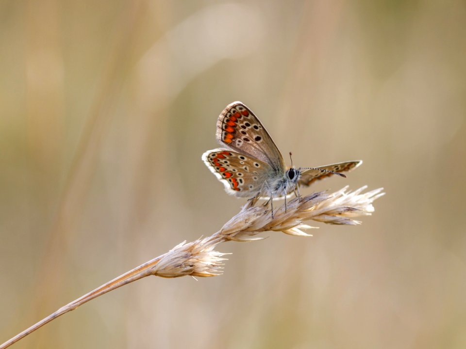 Insect Moths And Butterflies Butterfly Invertebrate