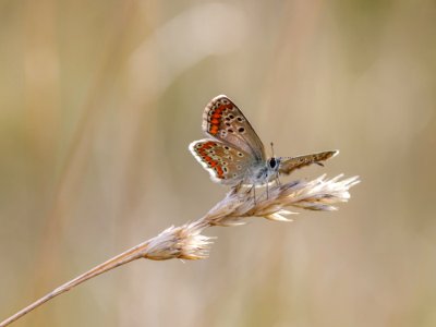 Insect Moths And Butterflies Butterfly Invertebrate