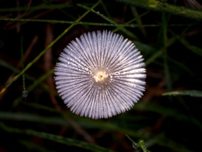Flora Macro Photography Fungus