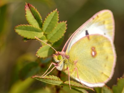 Insect Butterfly Moths And Butterflies Lycaenid