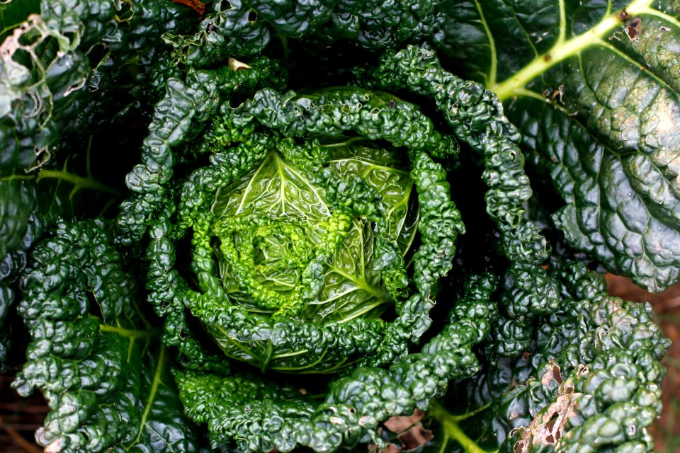 Leaf Vegetable Vegetable Produce Grass