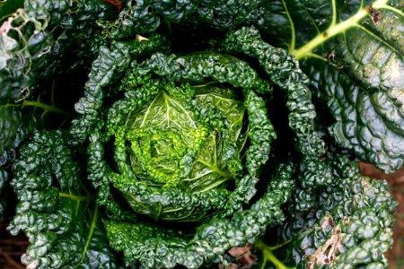 Leaf Vegetable Vegetable Produce Grass