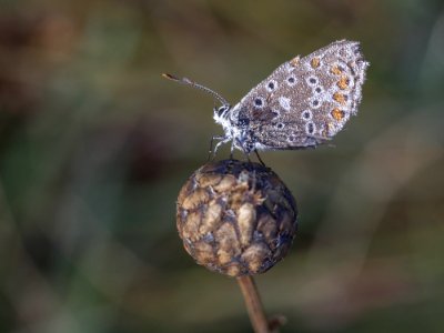 Insect Macro Photography Organism Pollinator