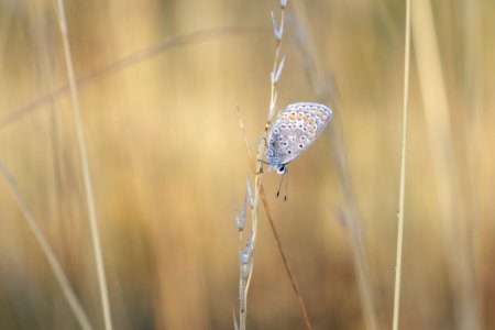 Insect Macro Photography Moths And Butterflies Pollinator photo