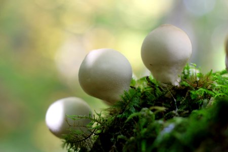Mushroom Fungus Close Up Edible Mushroom