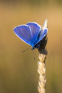 Moths And Butterflies Insect Butterfly Lycaenid