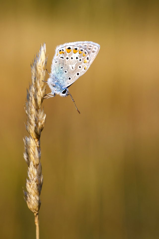 Insect Moths And Butterflies Butterfly Lycaenid