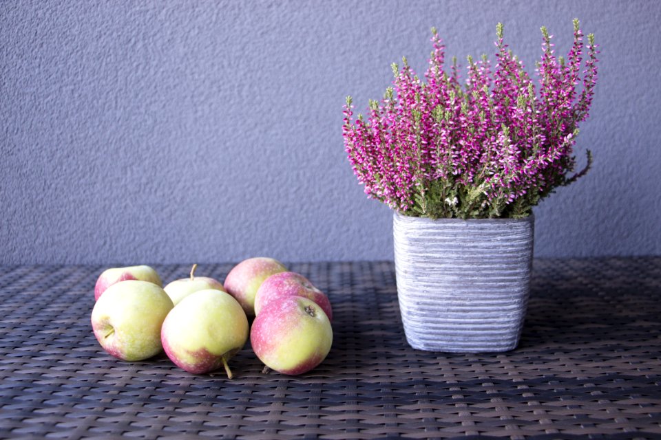 Flowerpot Still Life Photography Still Life Plant