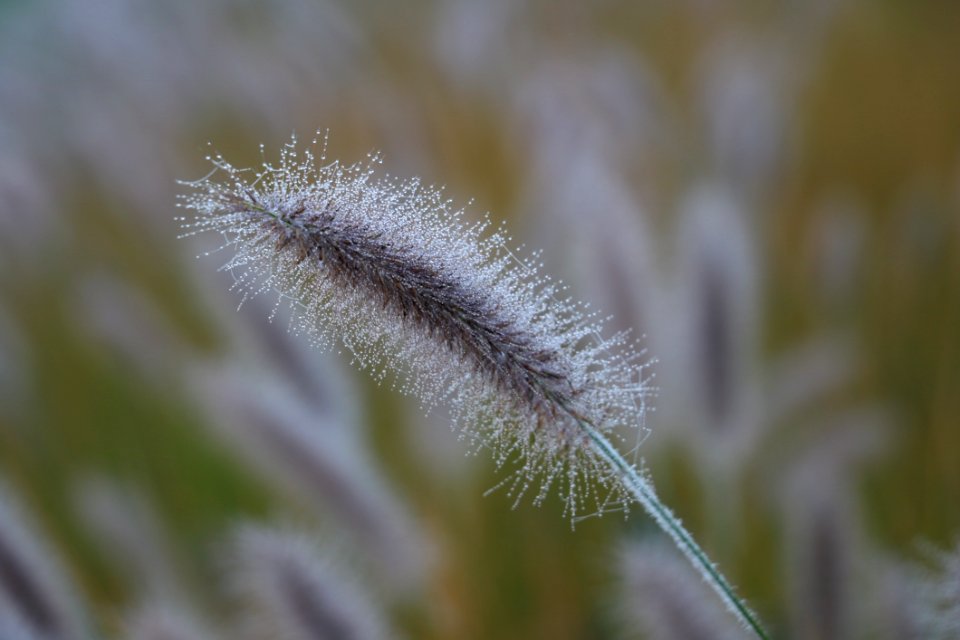 Close Up Grass Family Grass Macro Photography