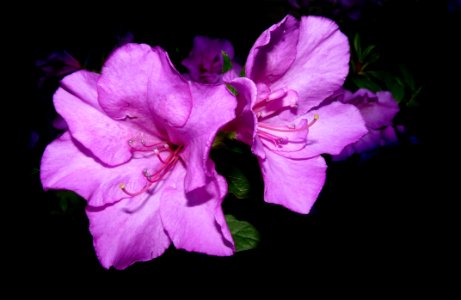 Flower Pink Violet Purple photo