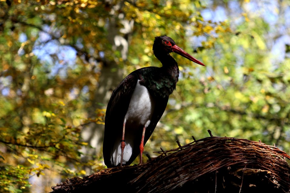Bird Beak Stork Ciconiiformes
