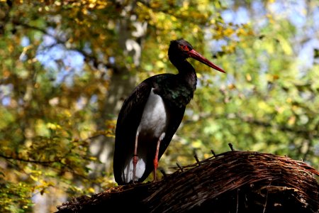 Bird Beak Stork Ciconiiformes photo