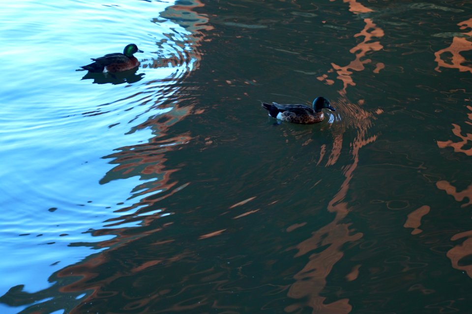 Water Duck Fauna Water Bird
