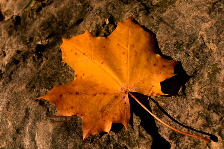 Leaf Maple Leaf Autumn Deciduous photo