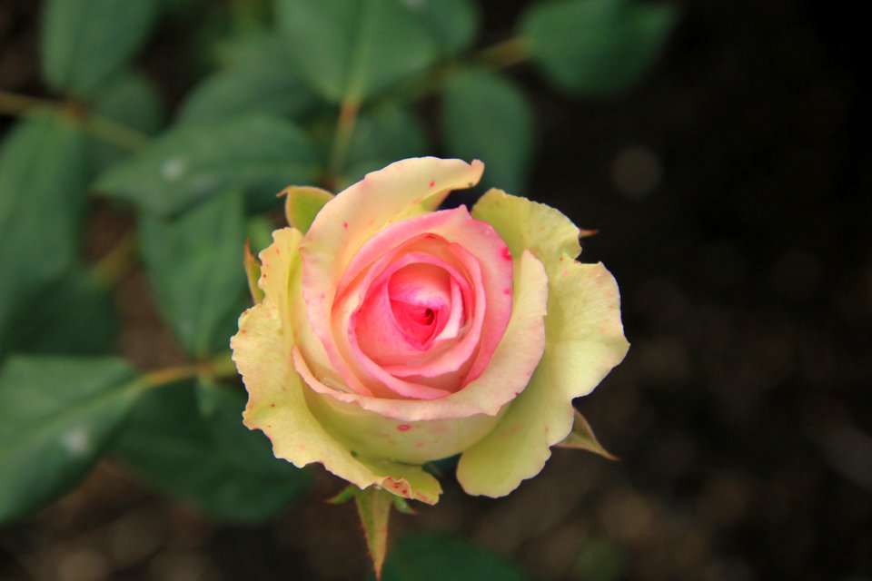 Flower Rose Family Rose Pink