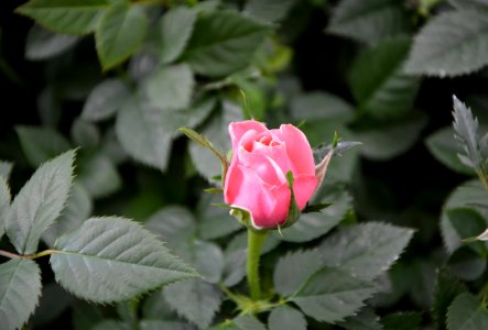 Rose Family Rose Flower Plant