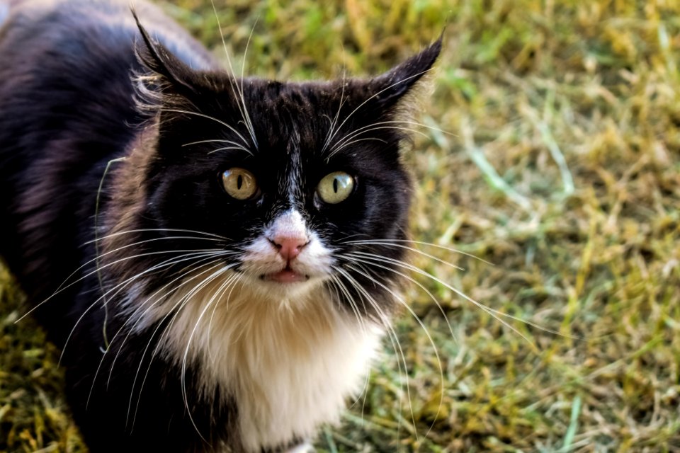 Cat Whiskers Fauna Small To Medium Sized Cats