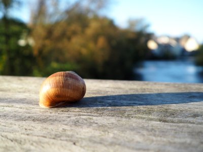Snail Close Up Snails And Slugs Seashell