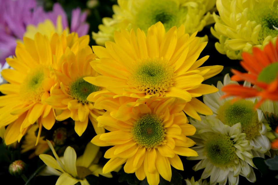 Flower Yellow Daisy Family Chrysanths photo