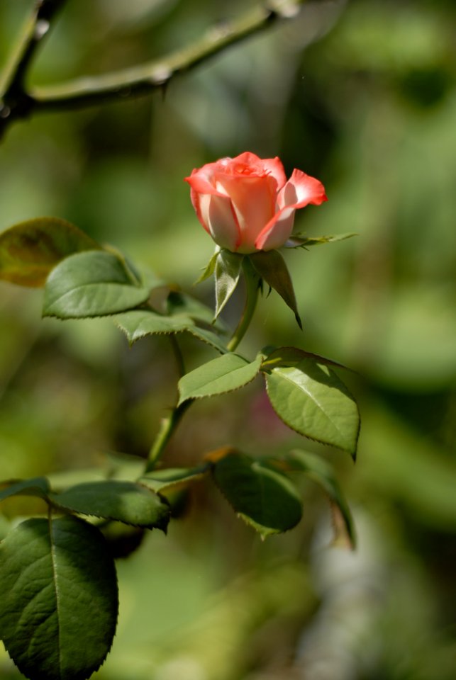 Rose Family Flower Rose Plant