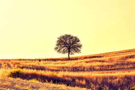 Ecosystem Sky Grassland Field photo