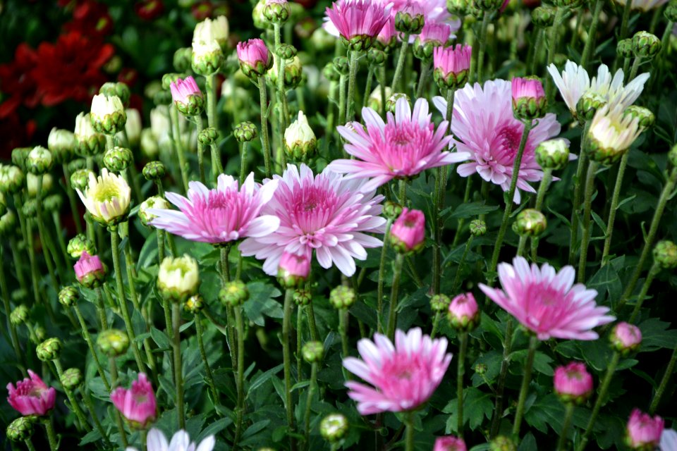 Flower Plant Flowering Plant Marguerite Daisy photo