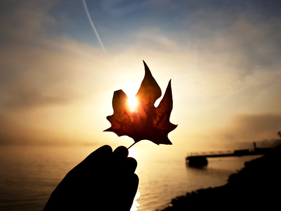 Leaf Sky Heat Sunrise