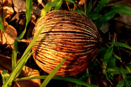 Plant Grass