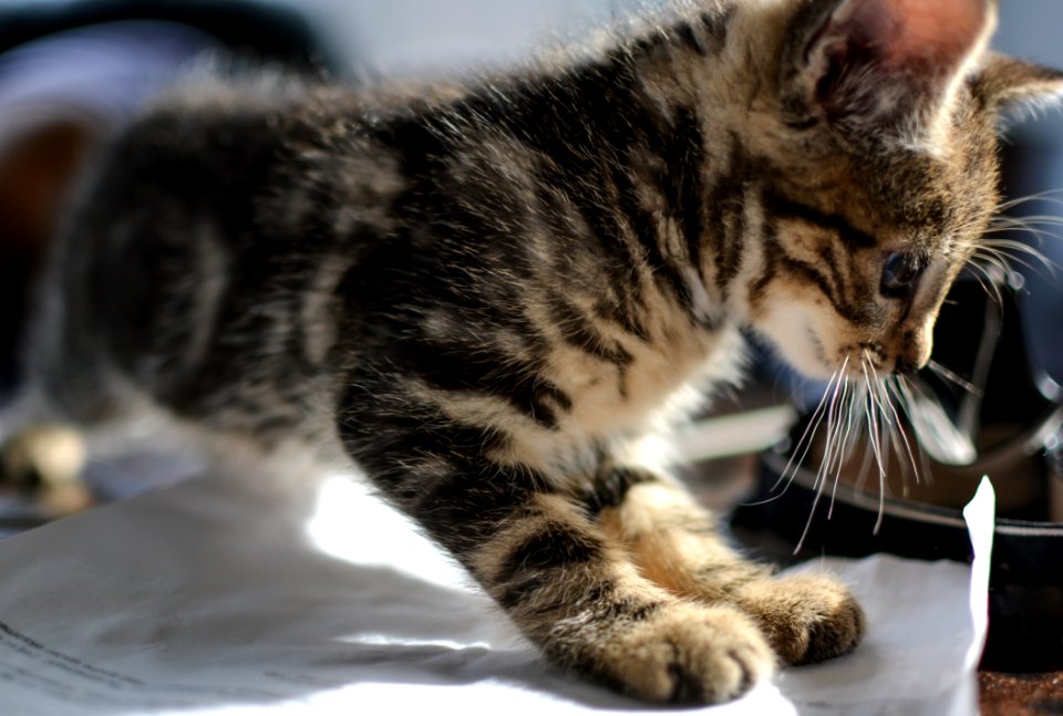 Cat Whiskers Mammal Small To Medium Sized Cats