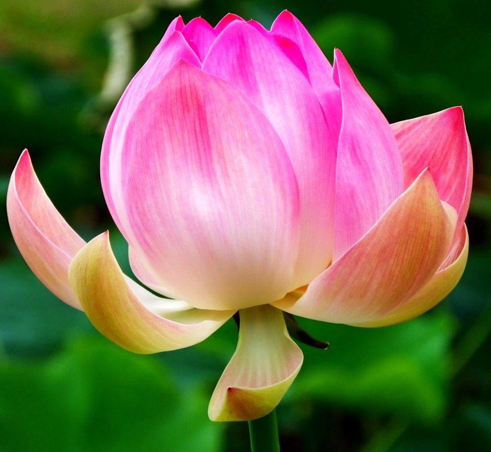 Flower Lotus Plant Sacred Lotus