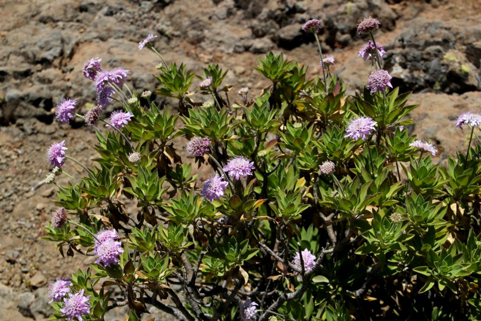 Plant Flower Flora Flowering Plant