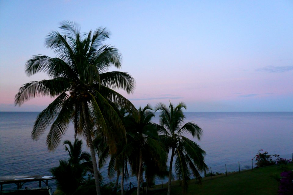 Sky Palm Tree Sea Arecales