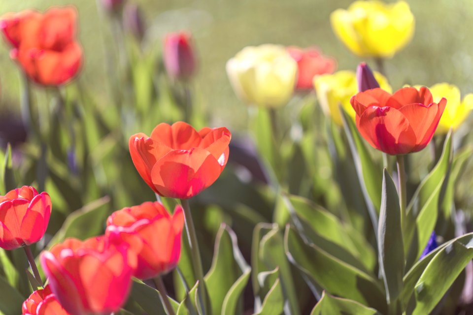 Flower Plant Tulip Flowering Plant