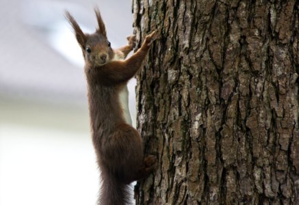 Squirrel Fauna Wildlife Mammal