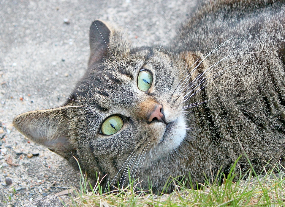 Cat felidae pride