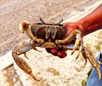 Crab Freshwater Crab Decapoda Dungeness Crab