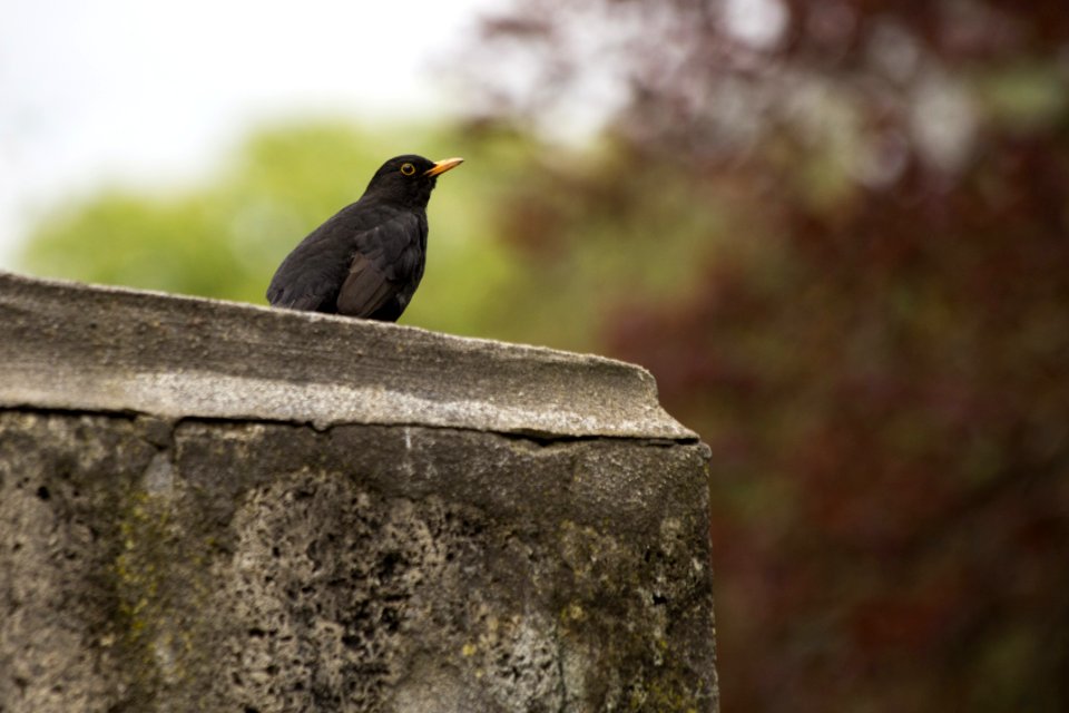 Bird Beak Fauna Blackbird