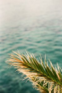 Closeup Photo Of Green Palm Tree