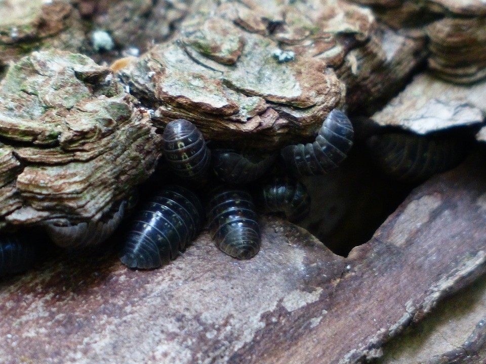 Animals isopoda rolling wood lice