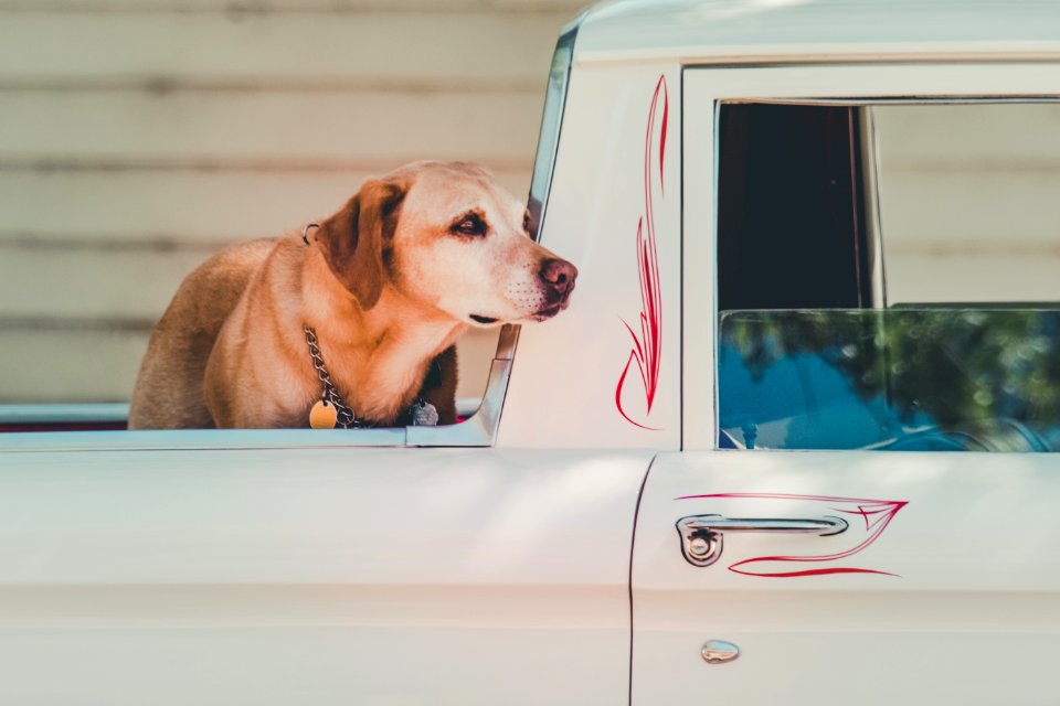 Adult Yellow Labrador Retriever At The Back Of Pickup Truck