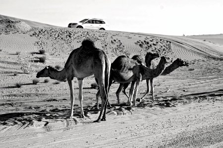 Grey Scale Photography Of Three Camels On Desert photo